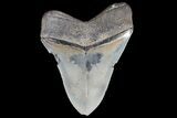 Serrated, Fossil Megalodon Tooth - Georgia #78645-2